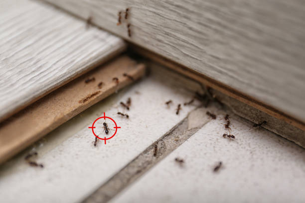 Best Pest Removal Services  in Sauk Vlage, IL