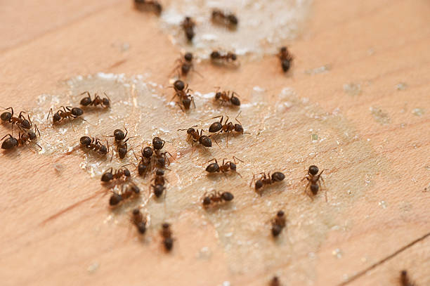 Best Mosquito Control Services  in Sauk Vlage, IL